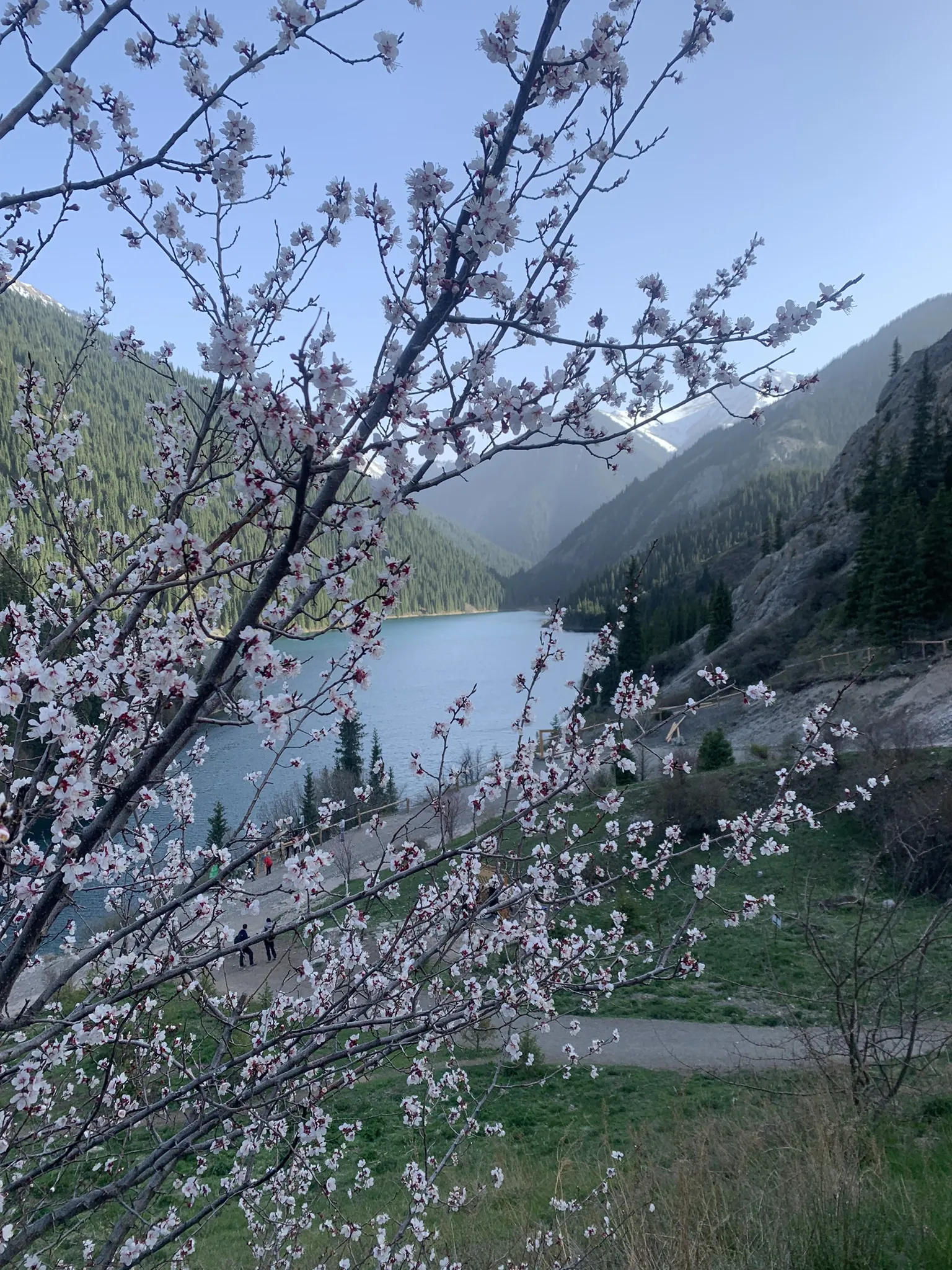 Кольсайские озёра — горное озеро среди тянь-шаньских елей — 5